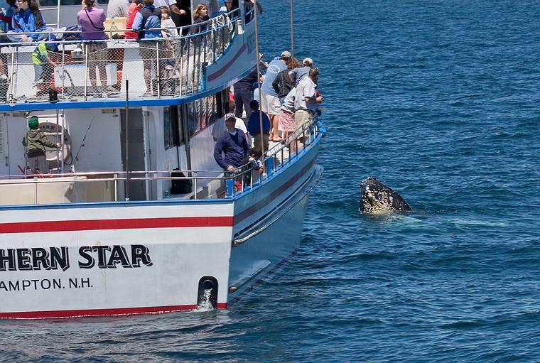 June 11, 2008 - Whalewatch trip out of Newburyport, Massachusetts.<br />A humpback takes a peek at the other whalewatch boat.