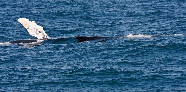 June 11, 2008 - Whalewatch trip out of Newburyport, Massachusetts.<br />Humpback whale.