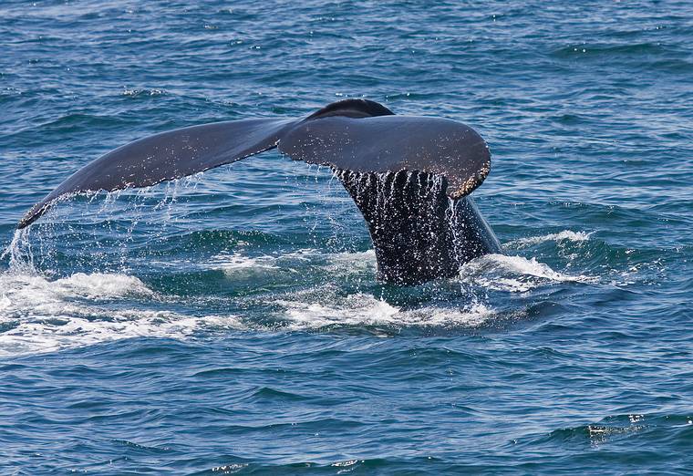 June 11, 2008 - Whalewatch trip out of Newburyport, Massachusetts.<br />A humpback whale tail.