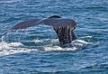June 11, 2008 - Whalewatch trip out of Newburyport, Massachusetts.<br />A humpback whale tail.