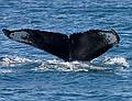 June 11, 2008 - Whalewatch trip out of Newburyport, Massachusetts.<br />The markings on the tail identify this humpback as "Owl".