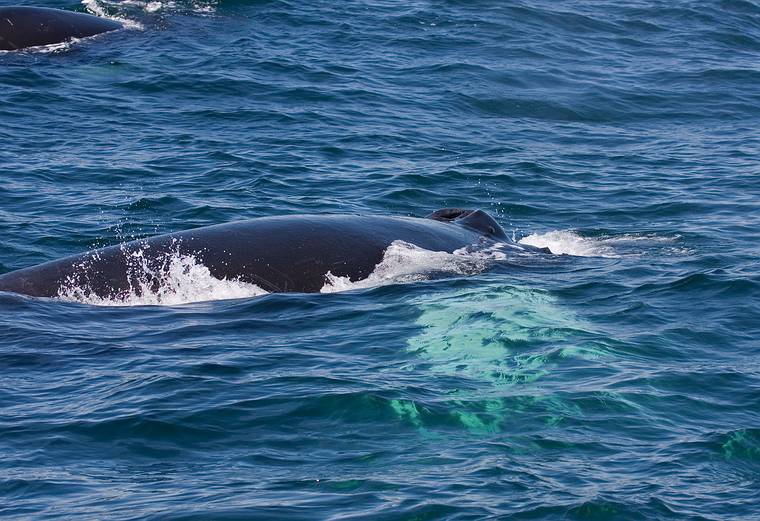June 11, 2008 - Whalewatch trip out of Newburyport, Massachusetts.<br />Humpback whales have two blowholes.