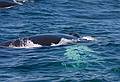 June 11, 2008 - Whalewatch trip out of Newburyport, Massachusetts.<br />Humpback whales have two blowholes.