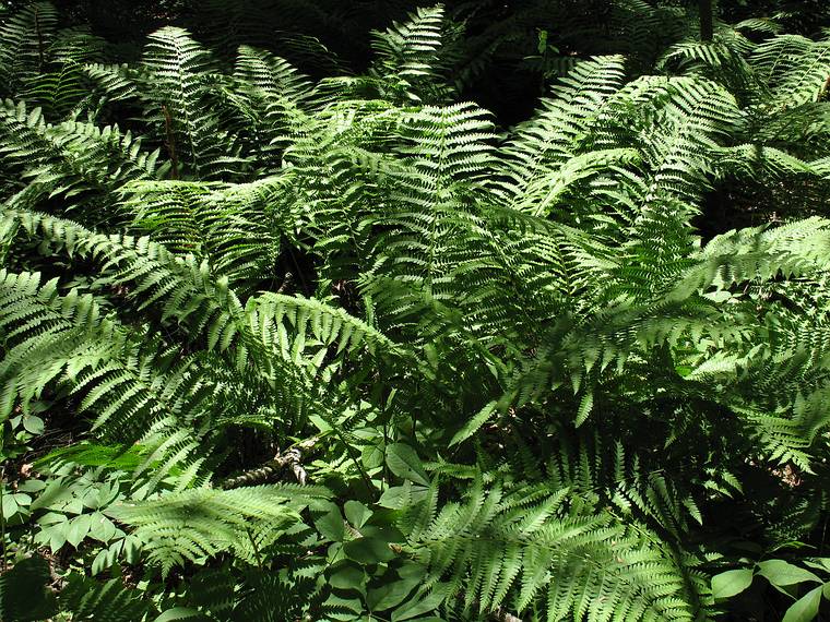 June 12, 2008 - Wells, Maine.<br />Rachel Carson National Wildlife Refuge.<br />Ferns.