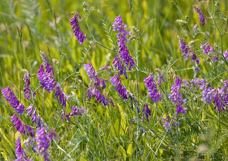 June 14, 2008 - Parker River National Wildlife Refuge, Plum Island, Massachusetts.<br />Field off the Pines Trail parking lot.