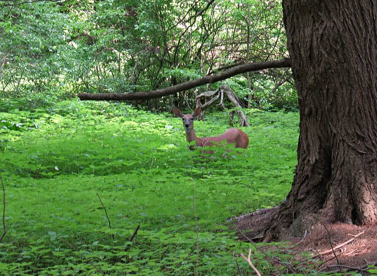 June 27, 2008 - Maudslay State Park, Newburyport, Massachusetts.<br />Deer.