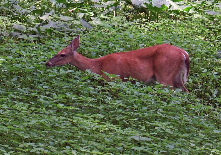 June 27, 2008 - Maudslay State Park, Newburyport, Massachusetts.<br />Deer.
