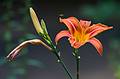 July 7, 2008 - Merrimac, Massachusetts.<br />Day lilly.