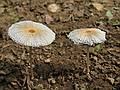 July 11, 2008 - Merrimac, Massachusetts.<br />Tiny mushrooms in our yard.