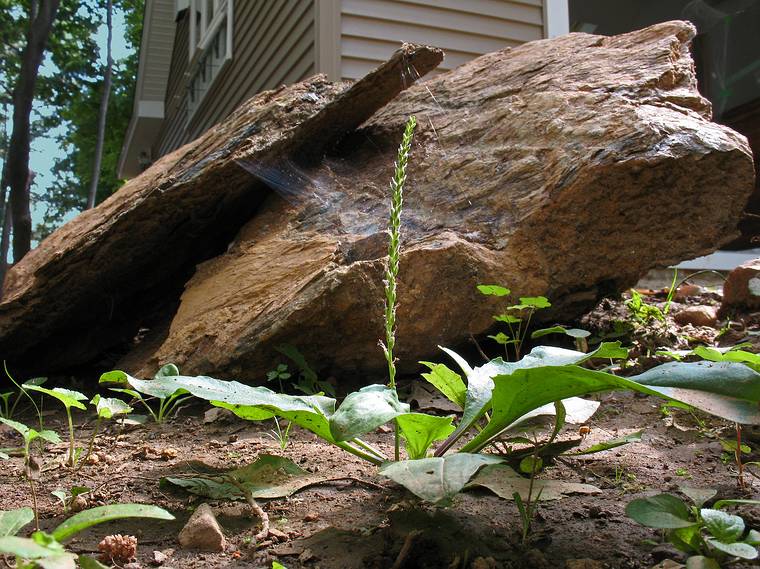 July 11, 2008 - Merrimac, Massachusetts.<br />Weeds and rocks in our back yard.