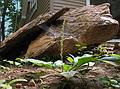 July 11, 2008 - Merrimac, Massachusetts.<br />Weeds and rocks in our back yard.