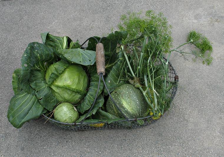 July 17, 2008 - Lawrence, Massachusetts.<br />Paul's vegetables.