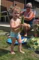 July 17, 2008 - Lawrence, Massachusetts.<br />Matthew helping Norma shuck the corn.