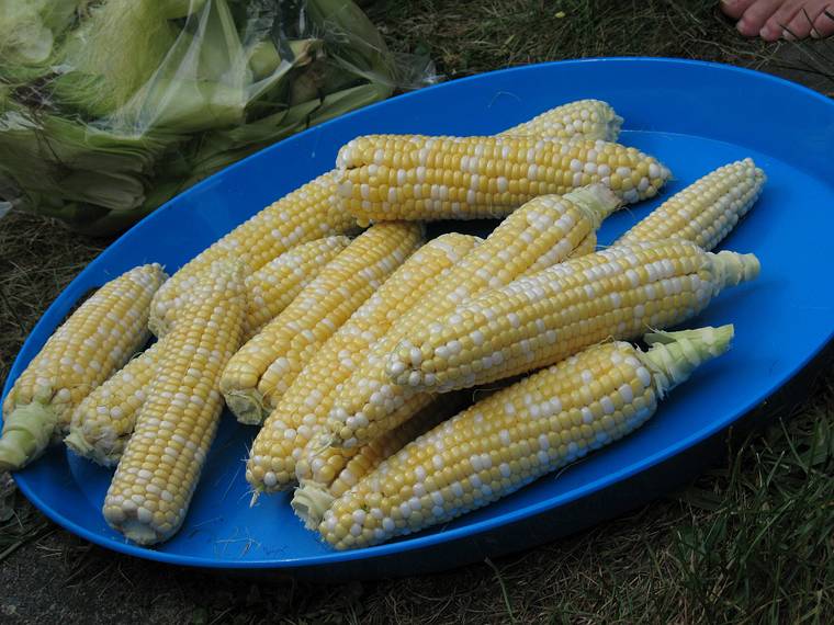 July 17, 2008 - Lawrence, Massachusetts.<br />The shucked corn.
