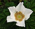 July 20, 2008 - Salisbury Beach State Reservation, Massachusetts.<br />Rosa rugosa or beach rose.