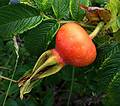 July 20, 2008 - Salisbury Beach State Reservation, Massachusetts.<br />Rosa rugosa hip.
