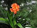 July 24, 2008 - Merrimac, Massachusetts.<br />Clivia on our back deck.<br />Taken with my 8 Mpix Canon A630 camera.