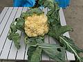 July 27, 2008 - Lawrence, Massachusetts.<br />Cauliflower from Paul's garden.