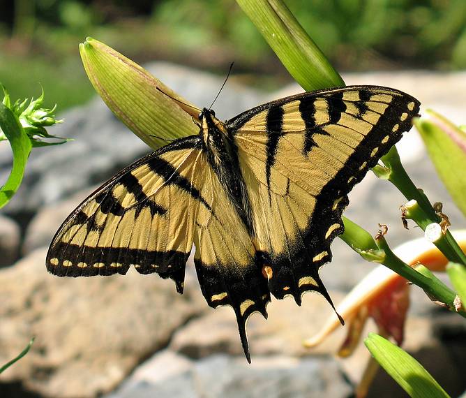 July 28, 2008 - Maudslay State Park, Newburyport, Massachusetts.<br />A tiger swallowtail.