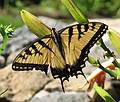 July 28, 2008 - Maudslay State Park, Newburyport, Massachusetts.<br />A tiger swallowtail.