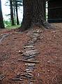 July 28, 2008 - Maudslay State Park, Newburyport, Massachusetts.