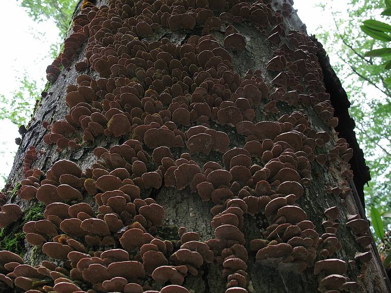 July 28, 2008 - Maudslay State Park, Newburyport, Massachusetts.