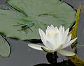 August 5, 2008 - Ipswich River Wildlife Sanctuary, Topsfield, Massachusetts.<br />Water lily in Rockery Pond.