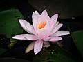 August 5, 2008 - Ipswich River Wildlife Sanctuary, Topsfield, Massachusetts.<br />Water lily in Rockery Pond.