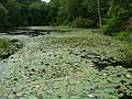 August 5, 2008 - Ipswich River Wildlife Sanctuary, Topsfield, Massachusetts.<br />Rockery Pond.
