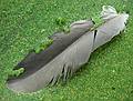 August 5, 2008 - Ipswich River Wildlife Sanctuary, Topsfield, Massachusetts.<br />Feather atop duck weed in Rockery Pond.