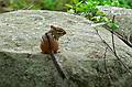 August 5, 2008 - Ipswich River Wildlife Sanctuary, Topsfield, Massachusetts.<br />Chipmunk.