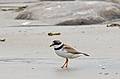 August 12, 2008 - Sandy Point State Reservation, Plum Island, Massachusetts.<br />Semipalmated plower.