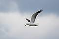 August 12, 2008 - Sandy Point State Reservation, Plum Island, Massachusetts.<br />Seagull.