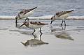 August 12, 2008 - Sandy Point State Reservation, Plum Island, Massachusetts.<br />Sanderlings?