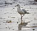 August 12, 2008 - Sandy Point State Reservation, Plum Island, Massachusetts.<br />Herring gull.