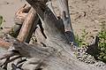 August 12, 2008 - Sandy Point State Reservation, Plum Island, Massachusetts.<br />The sea toppled tree three years after the event.