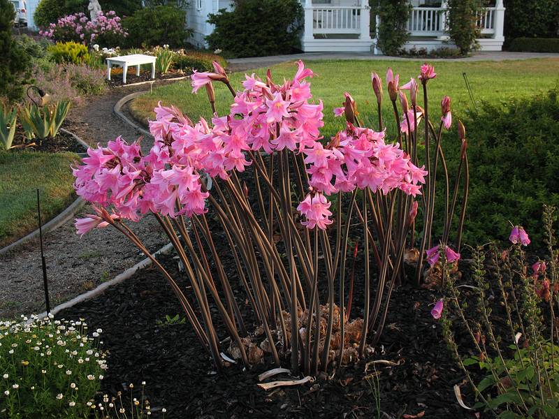 August 30, 2008 - Fort Bragg, California.<br />Naked ladies in the garden at Weller House Bed and Breakfast, our home for three nights.