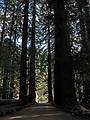 August 30, 2008 - Richarson Grove, Garberville, California.