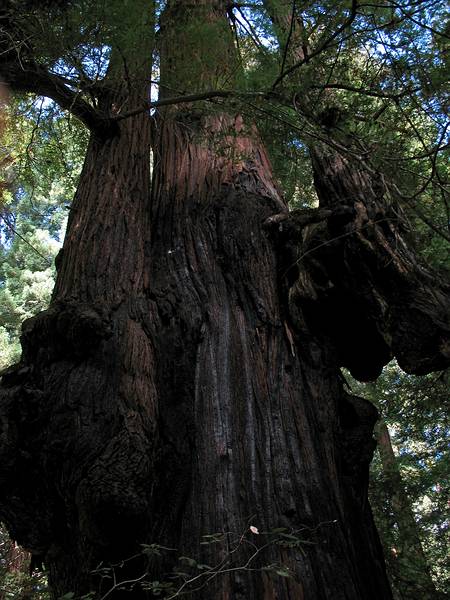 August 30, 2008 - Richarson Grove, Garberville, California.<br />A candelabra redwood.