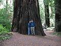 August 30, 2008 - Humboldt Redwoods State Park, California.<br />Joyce and Egils along the Avenue of the Giants.