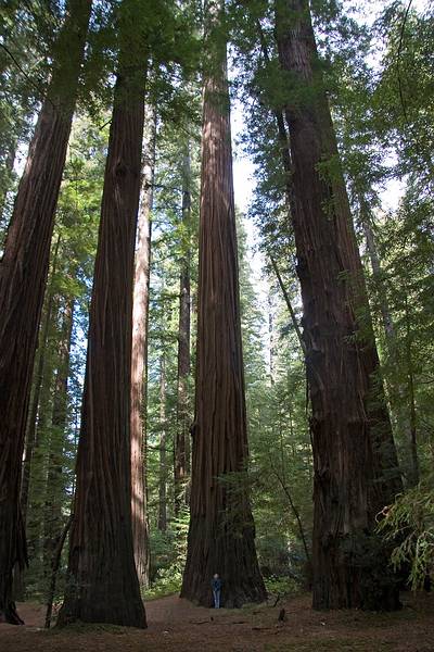 August 30, 2008 - Humboldt Redwoods State Park, California.<br />Joyce dwarfted by the redwoods.