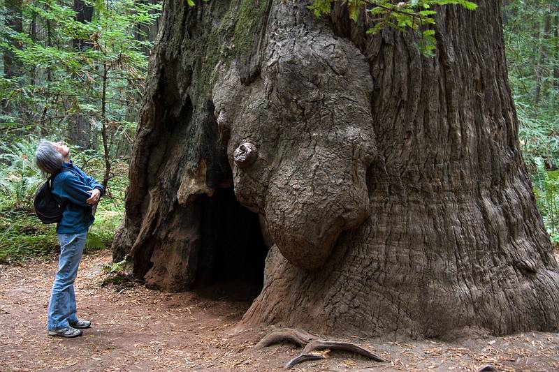 August 30, 2008 - Founders Grove, Humboldt Redwoods State Park, California.<br />Joyce.