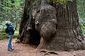 August 30, 2008 - Founders Grove, Humboldt Redwoods State Park, California.<br />Joyce.