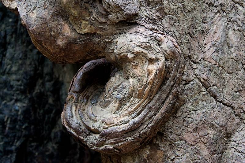 August 30, 2008 - Founders Grove, Humboldt Redwoods State Park, California.<br />Redwood bark and its irregularities.