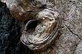 August 30, 2008 - Founders Grove, Humboldt Redwoods State Park, California.<br />Redwood bark and its irregularities.