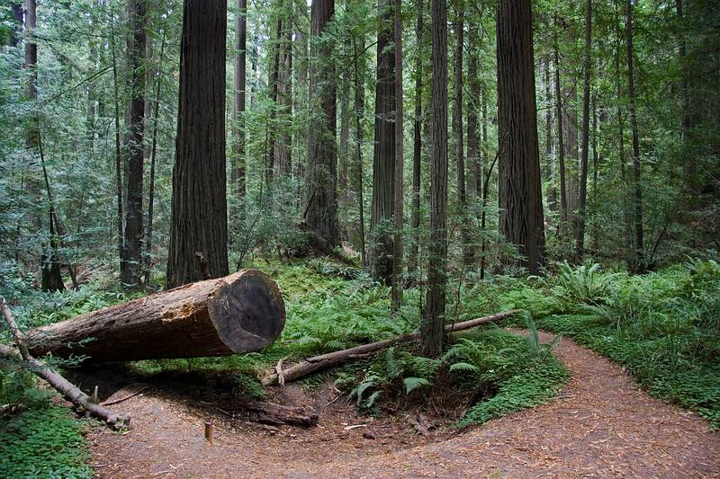 August 30, 2008 - Founders Grove, Humboldt Redwoods State Park, California.