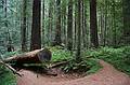 August 30, 2008 - Founders Grove, Humboldt Redwoods State Park, California.