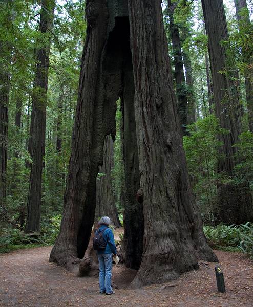 August 30, 2008 - Founders Grove, Humboldt Redwoods State Park, California.<br />Joyce about to walk through a redwood whose growth seems unaffected by the burn.