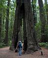August 30, 2008 - Founders Grove, Humboldt Redwoods State Park, California.<br />Joyce about to walk through a redwood whose growth seems unaffected by the burn.