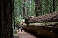 August 30, 2008 - Founders Grove, Humboldt Redwoods State Park, California.<br />Fallen Dyerville of Richard Preston's "The Wild Trees" fame.